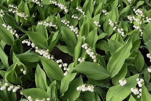 Delicate white lily of the valley stems, the May birth flower, by Farida Floral