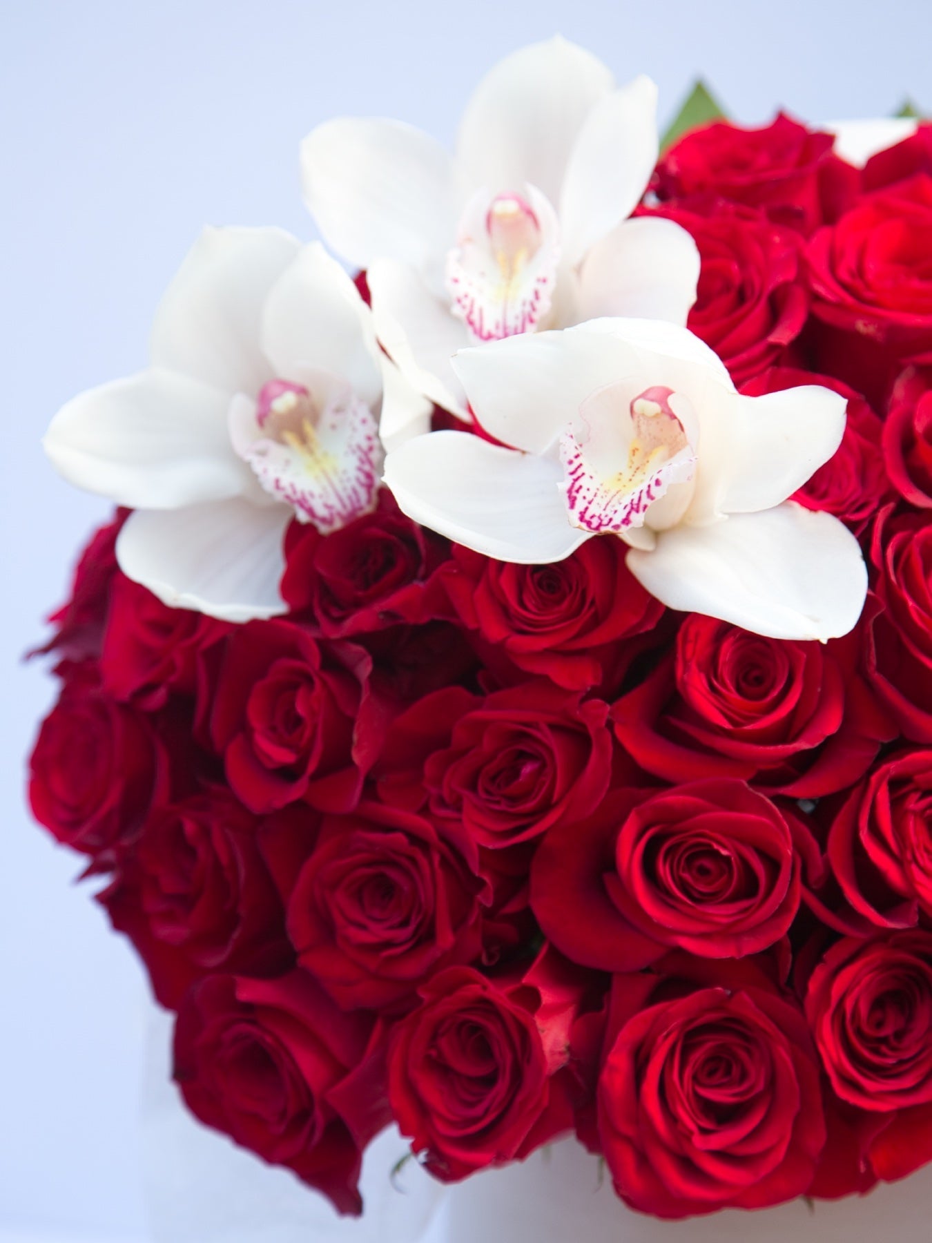 Valentine's Day Special