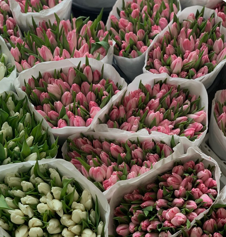 Tulip Bundle