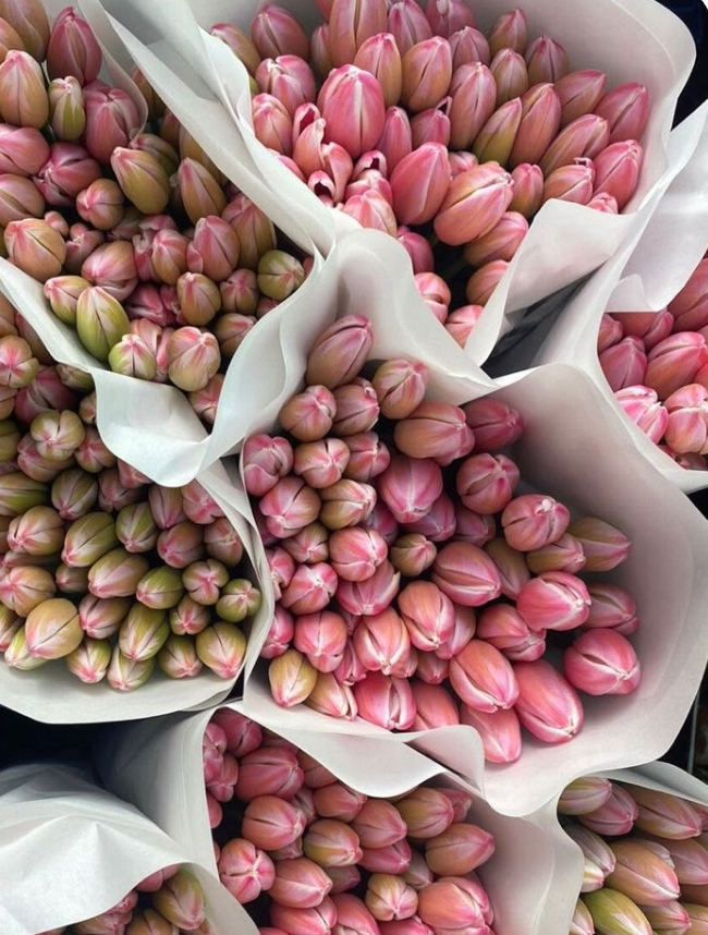 Tulip Bundle