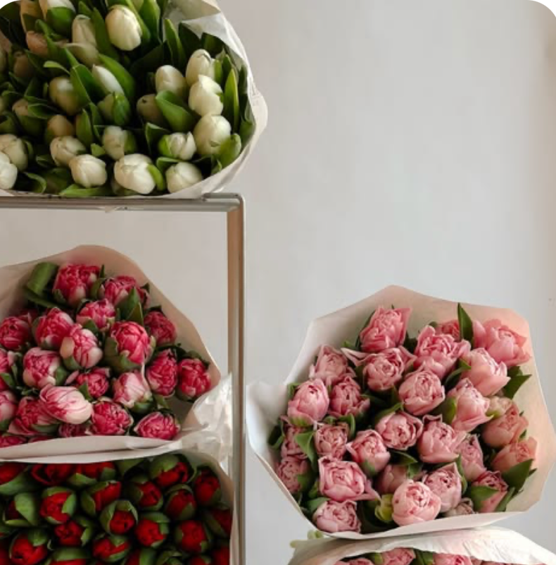 Tulip Bundle