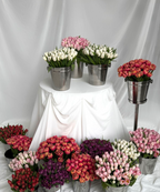 Tulip Bundle