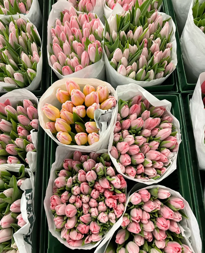 Tulip Bundle