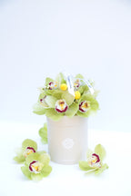 Garden Mix Cymbidium Orchids
