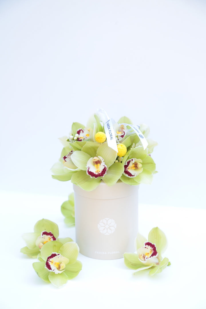 Garden Mix Cymbidium Orchids