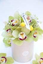 Garden Mix Cymbidium Orchids