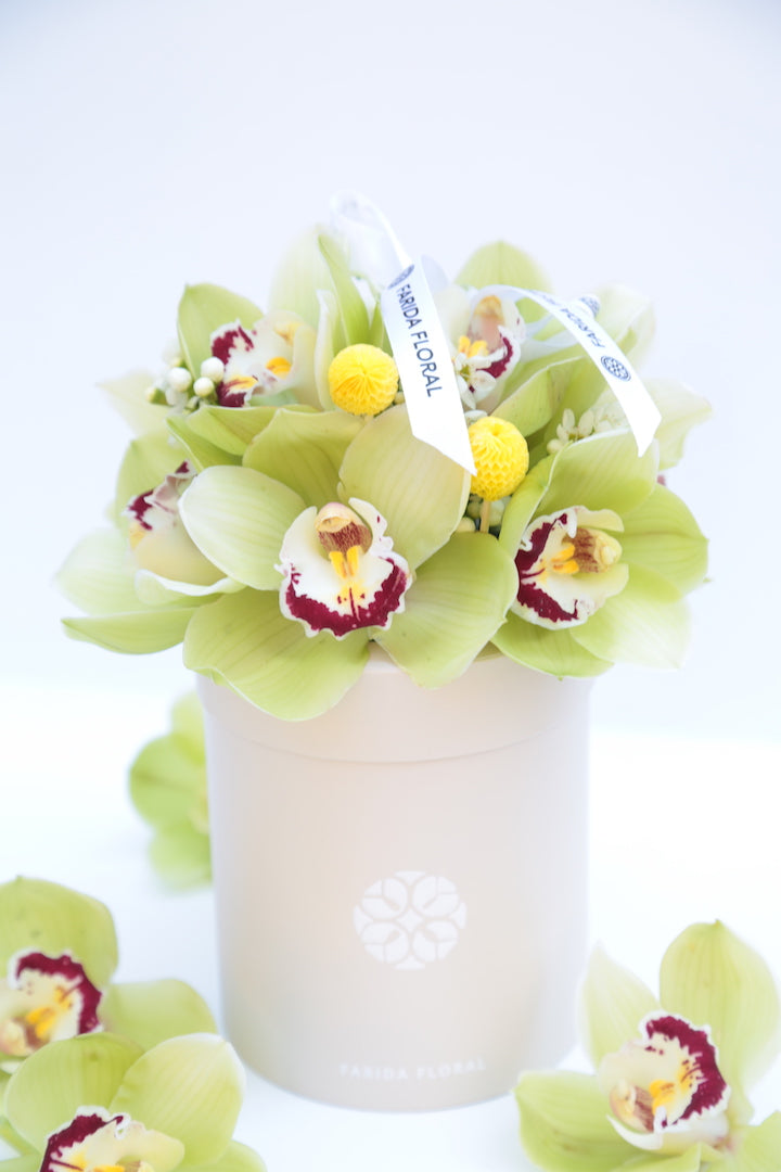 Garden Mix Cymbidium Orchids