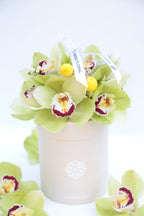 Garden Mix Cymbidium Orchids