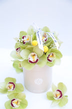 Garden Mix Cymbidium Orchids