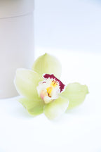 Garden Mix Cymbidium Orchids
