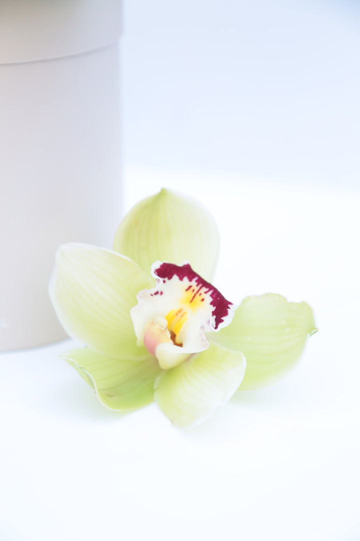 Garden Mix Cymbidium Orchids