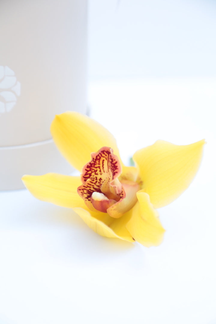 Garden Mix Cymbidium Orchids