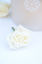 Signature Rose Box Ivory