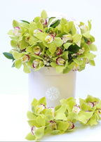 Garden Mix Cymbidium Orchids