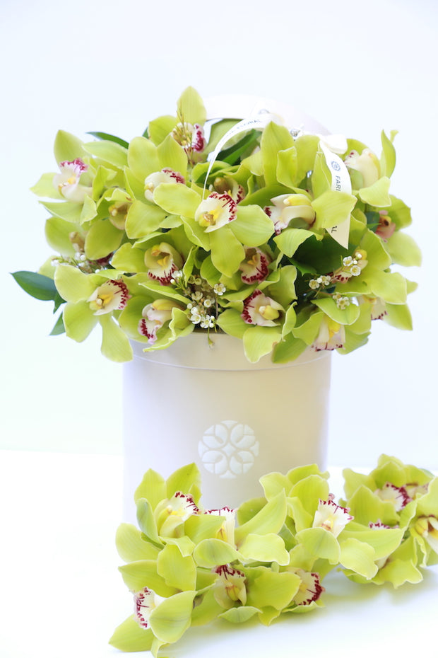 Orchids My Dear