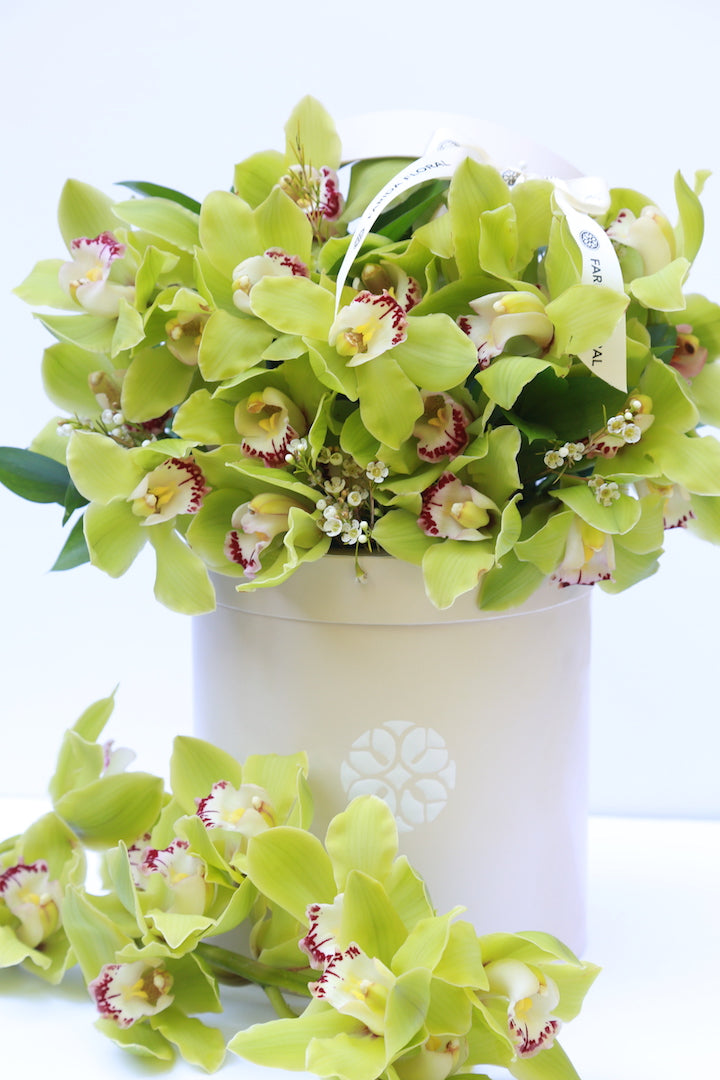 Garden Mix Cymbidium Orchids