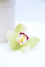 Garden Mix Cymbidium Orchids