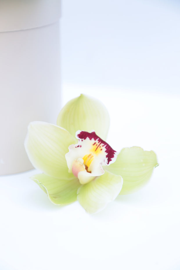 Orchids My Dear
