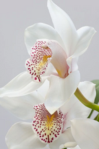 Garden Mix Cymbidium Orchids