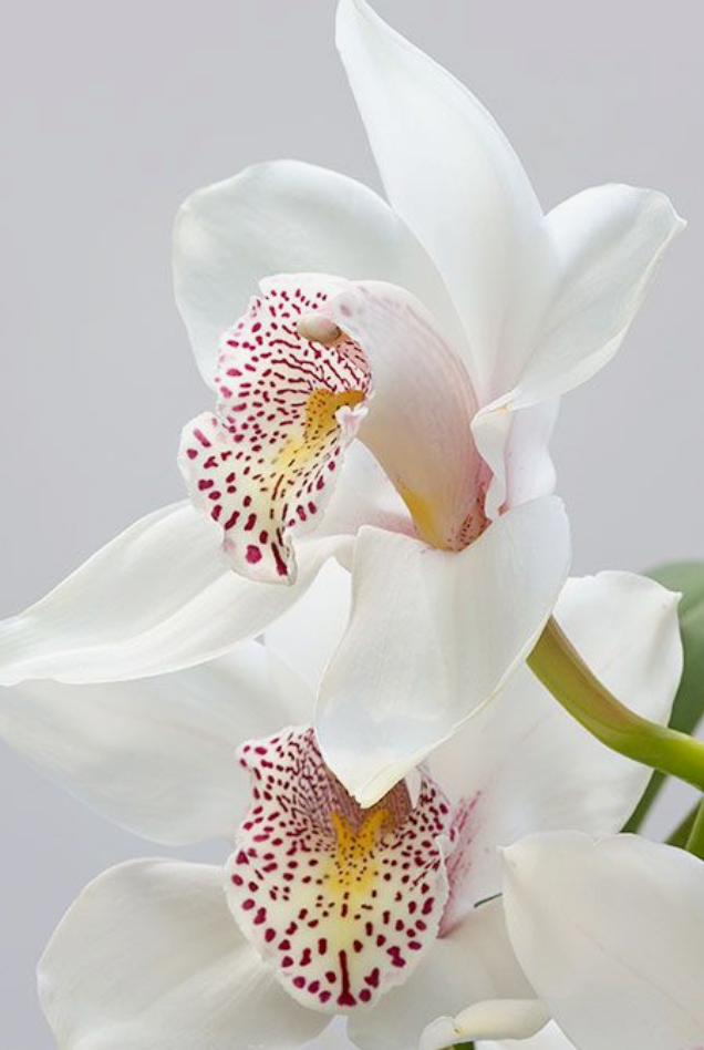 Garden Mix Cymbidium Orchids